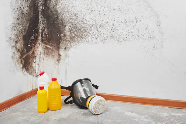 Best Local Mold Removal Service  in Twin Grove, IL