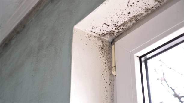 Best Mold Damage Repair  in Twin Grove, IL