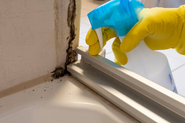 Best Fast Mold Removal  in Twin Grove, IL