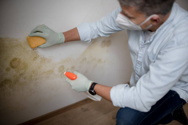 Best Fast Mold Removal  in Twin Grove, IL