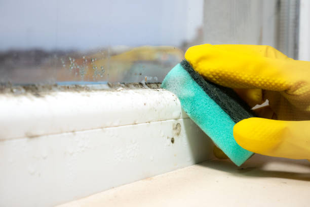Best Residential Mold Removal  in Twin Grove, IL