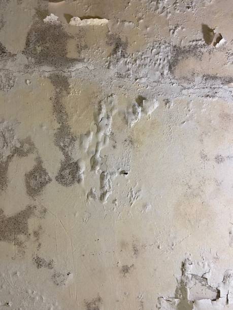 Best Affordable Mold Removal  in Twin Grove, IL