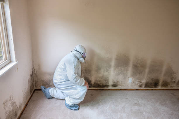 Best Toxic Mold Removal  in Twin Grove, IL