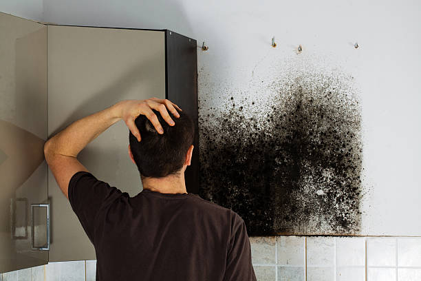 Best Attic Mold Removal  in Twin Grove, IL
