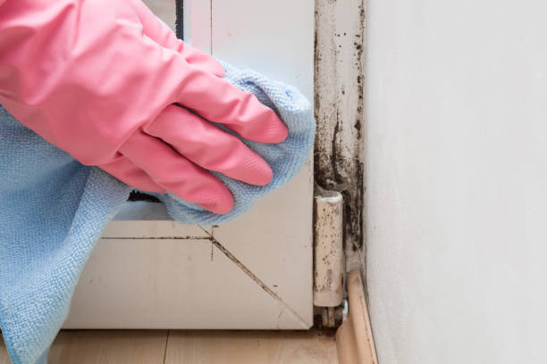 Best Commercial Mold Removal  in Twin Grove, IL