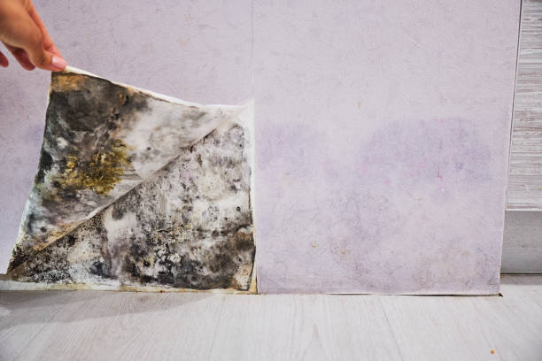 Best Best Mold Removal Companies  in Twin Grove, IL